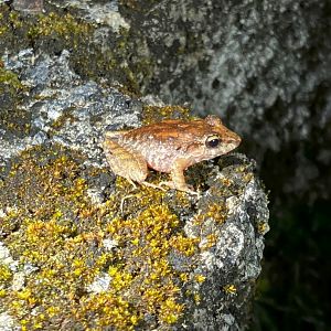 Common Dink Frog