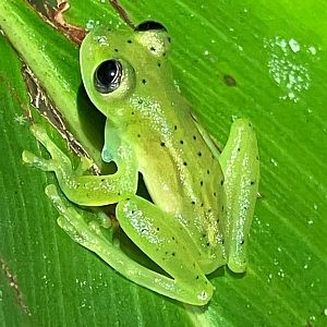 Emerald Glass Frog
