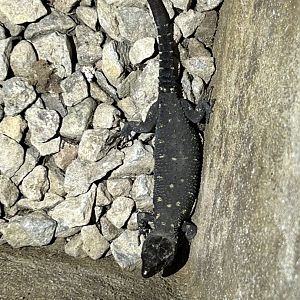 Yellow-spotted Tropical Night Lizard