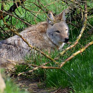Canis latrans - Coyote