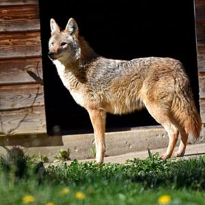Canis latrans - Coyote