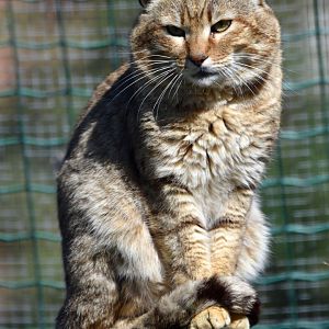 Felis silvestris gordoni - Oman Wildcat