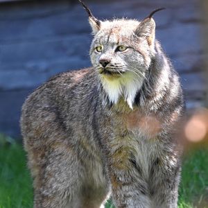 Lynx canadensis - Canadian Lynx
