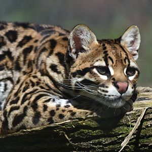 Leopardus pardalis - Ocelot
