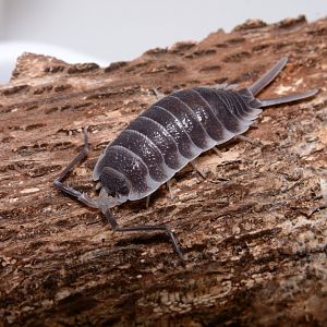 Titan isopod (Porcellio hoffmannseggi)