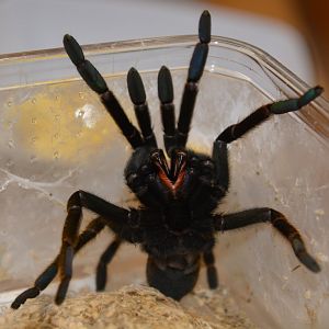 Tanzanian black and olive baboon spider (Encyocratella olivacea)