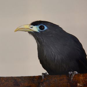 Blue malkoha (Ceuthmochares aureus flavirostris)
