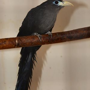Blue malkoha (Ceuthmochares aureus flavirostris)
