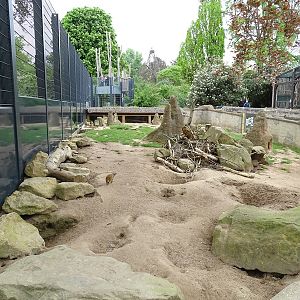 Meerkat/porcupine enclosure