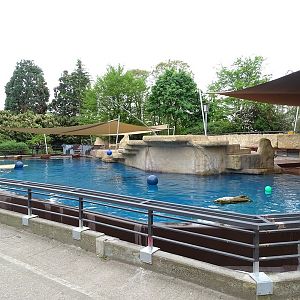 Patagonian sea lion enclosure