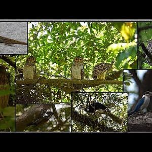 March 18th Part 3 | Pasir Ris Park | Birding, Wildlife Watching [Video Taken March 18th 2024] - YouTube