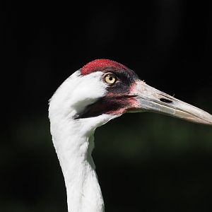 Whooping Crane