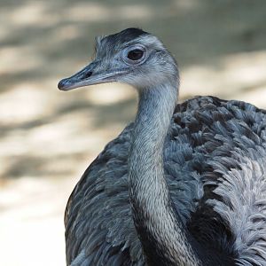 Greater Rhea