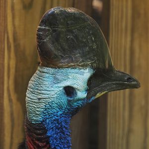 Southern Cassowary