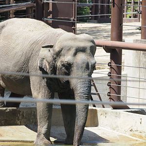 Asian Elephant 6