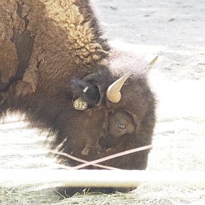 American Bison