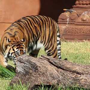 “Crouching Tiger, Hidden Dragons”