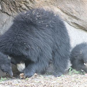 Sloth Bear and Cubs (Melursus ursinus)