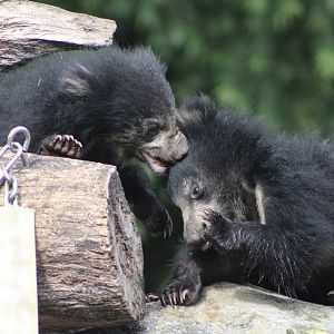 Sloth Bear Cubs (Melursus ursinus)