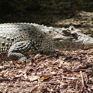 Cuban Crocodile (Crocodylus rhombifer)