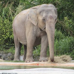 “Nellie” the Asian Elephant (Elephas maximus)