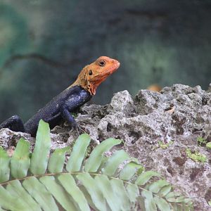 (Wild) Rainbow Agama (Agama picticauda)