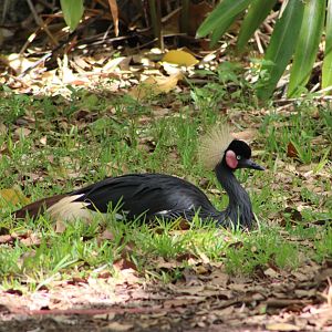 Black-Crowned Crane (Balearica pavonina)