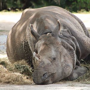 “Sarita” the Indian Rhino (Rhinoceros unicornis)