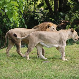 African Lions (Panthera leo. ssp.)