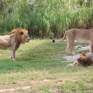 “The Pride of Miami” (Panthera leo ssp.)