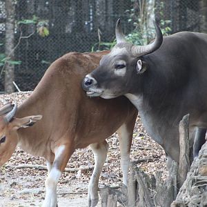 Bantengs (Bos javanicus)