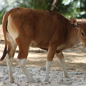 Banteng Calf (Bos javanicus)