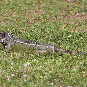(Wild) Green Iguana (Iguana iguana)