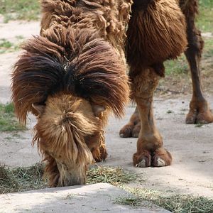 Bactrian Camel (Camelus bactrianus)