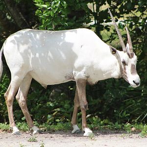 Arabian Oryx (Oryx leucoryx)
