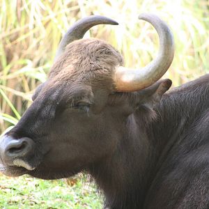 Gaur Portrait (Bos gaurus)