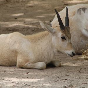 Addax Calf (Addax nasomaculatus)