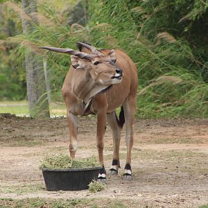 Giant Eland (Taurotragus derbianus)