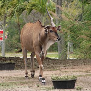 Giant Eland (Taurotragus derbianus)