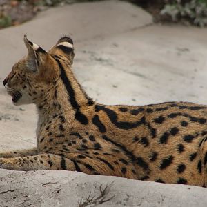 Serval (Leptailurus serval)