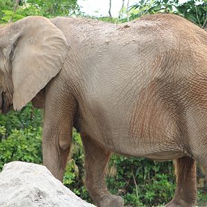 African Bush Elephant (Loxodonta africana)