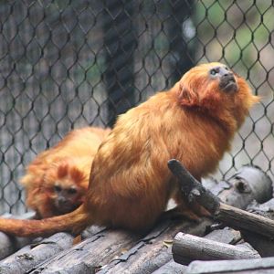 Golden Lion Tamarins (Leontopithecus rosalia)