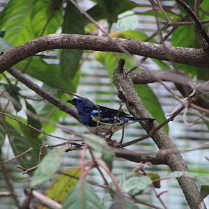 Turquoise Tanager (Tangara mexicana)