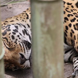 Jaguar Between “Bamboo” (Panthera onca)