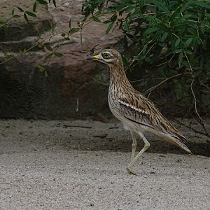 Eurasian thick-knee (Burhinus oedicnemus)