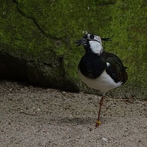 Northern lapwing (Vanellus vanellus)