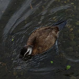 White-headed duck (Oxyura leucocephala)