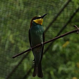 European bee-eater (Merops apiaster)