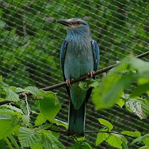 European roller (Coracias garrulus)