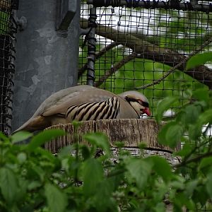 Chukar partridge (Alectoris chukar)